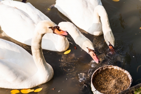 white swan in lakeの写真素材
