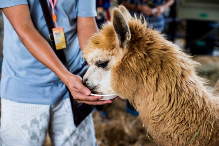 hand feeding food to alpacaの写真素材