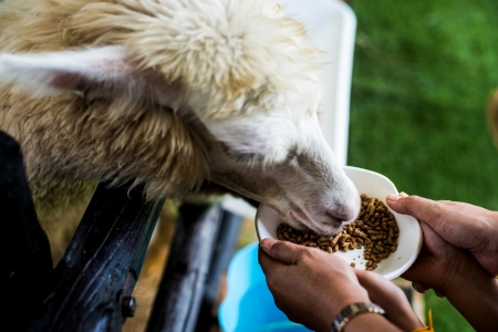 hand feeding food to alpacaの写真素材
