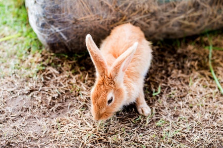 rabbit in gardenの写真素材