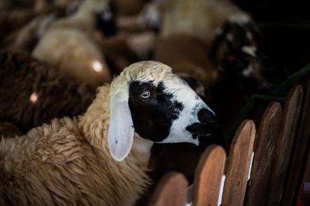 sheepの写真素材