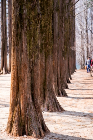 row of treeの写真素材