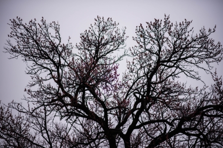 dry treeの写真素材