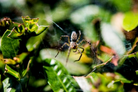 spider in gardenの写真素材