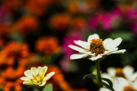 white flowerの写真素材