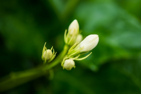 Jasmineの写真素材