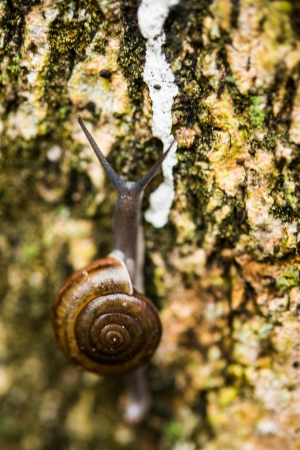 snailの写真素材