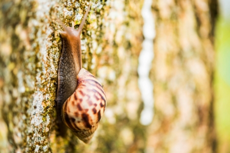snailの写真素材
