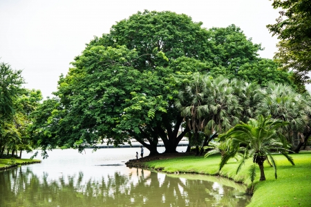 tree in gardenの写真素材