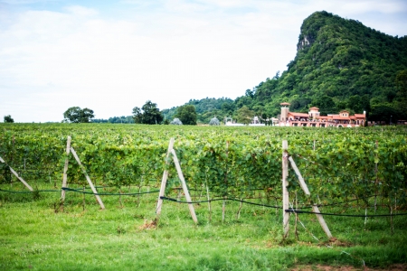 bunches of grapesの写真素材