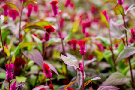 flower in gardenの写真素材