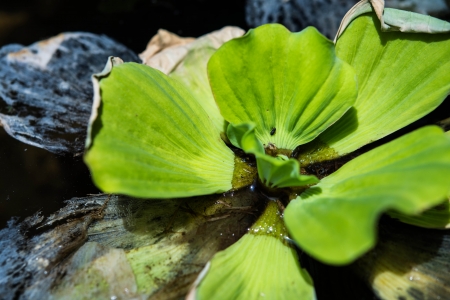 water hyacinthの写真素材