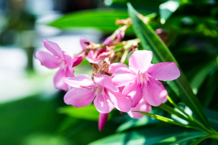 flower in gardenの写真素材