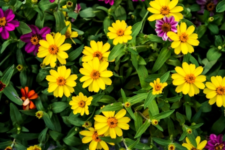 mini flowerの写真素材