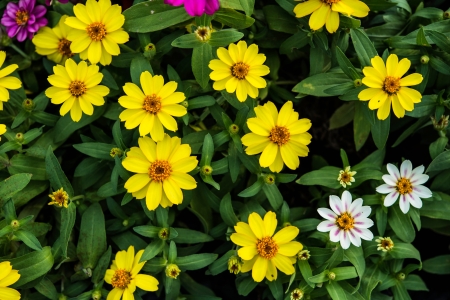 flower in gardenの写真素材