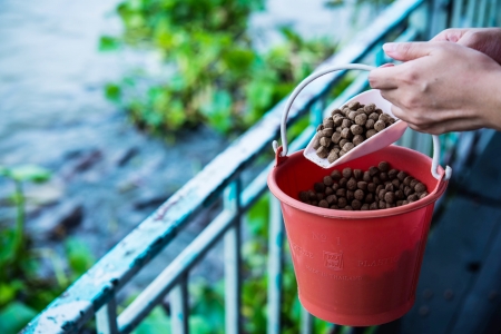 hand feeding pallet to fishの写真素材
