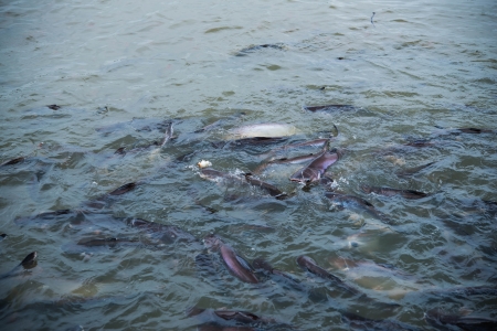 fish in riverの写真素材