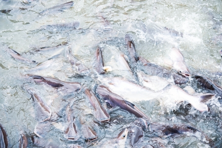 fish in riverの写真素材