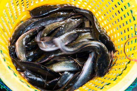 fish in market