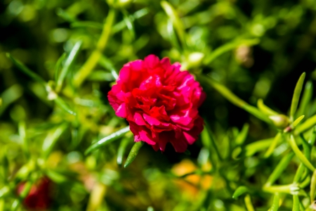 red flowerの写真素材