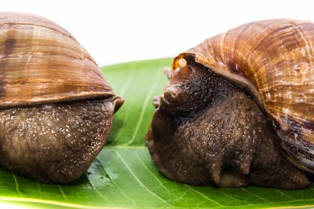 snail on white backgroundsの写真素材