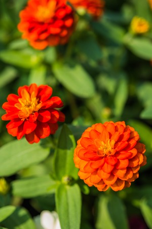 Flowers in gardenの写真素材