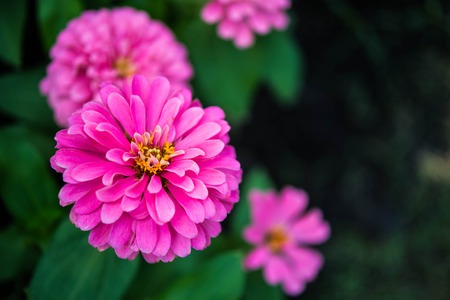 flower in gardenの写真素材
