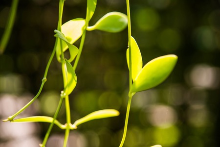 Mini green leafの写真素材