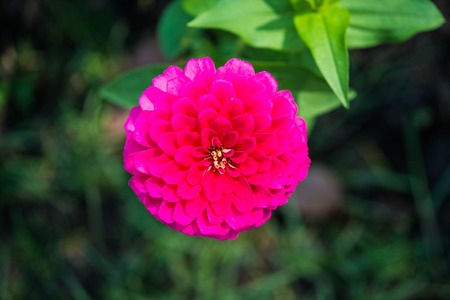 pink flower close up 