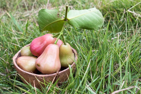 Rose apple on the grassの写真素材