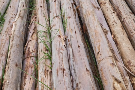 Wood poleの写真素材