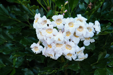 Flower in garden