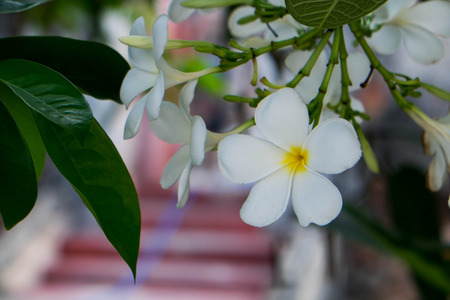 Flowerの写真素材