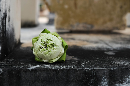 Lotus on wallの写真素材