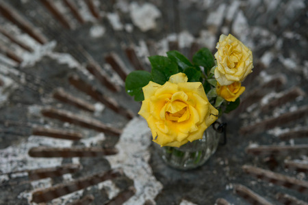 Rose in potの写真素材