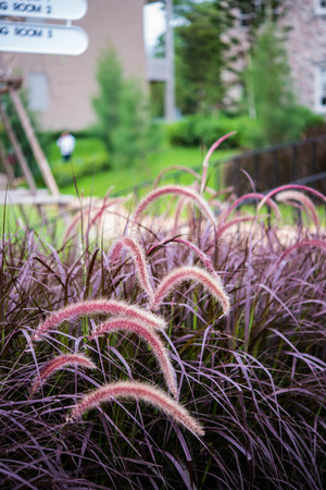 Glass flower in gardenの写真素材