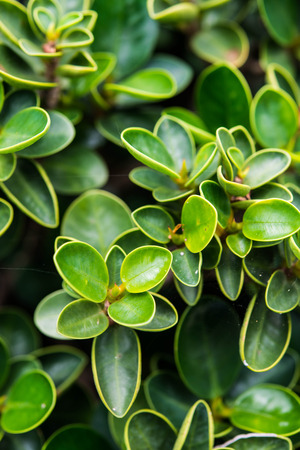 Mini leafの写真素材