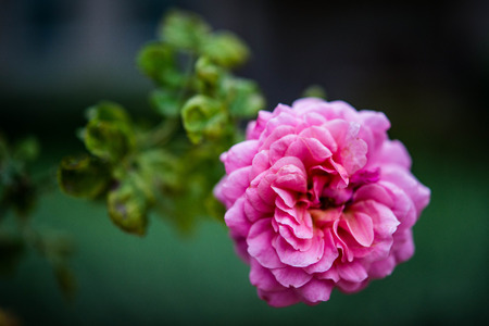 Roseの写真素材