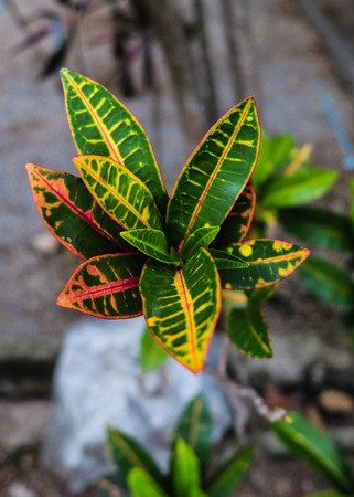 Mini leafの写真素材