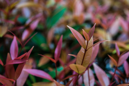 Red leafの写真素材