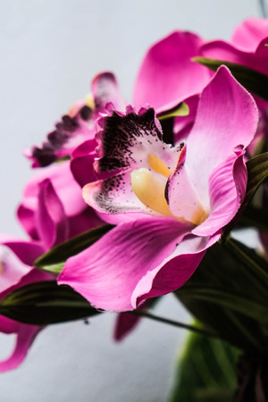 Flower in gardenの写真素材