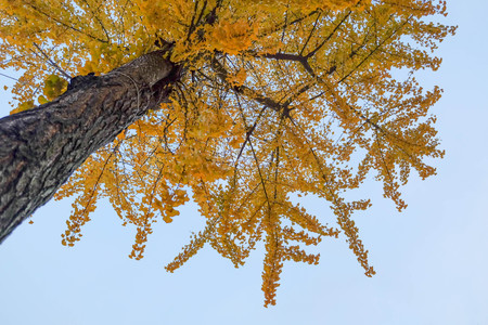 Yellow leaf on treeの写真素材