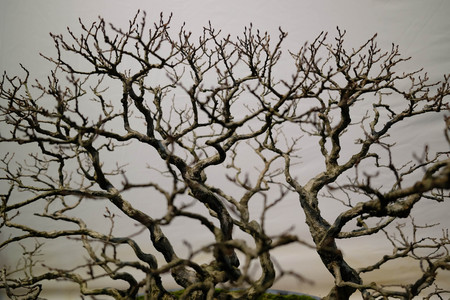 Dry treeの写真素材