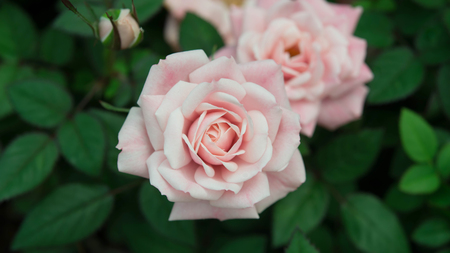Rose in gardenの写真素材
