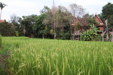Rice fieldの写真素材
