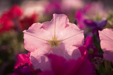 Flower in gardenの写真素材