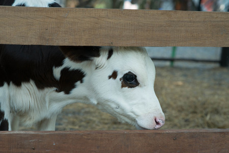 Cow in farmの写真素材