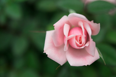 Pink rose in gardenの写真素材