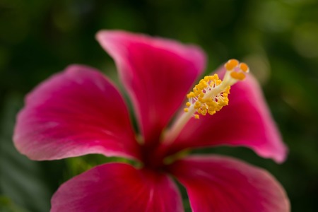 Flower in gardenの写真素材