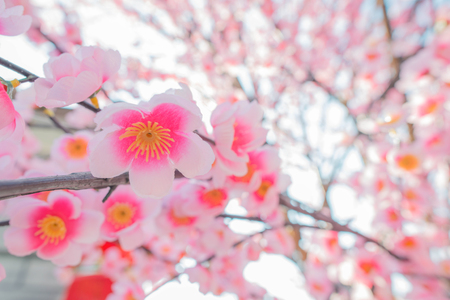 Sakura flower,Fake flower in the gardenの写真素材